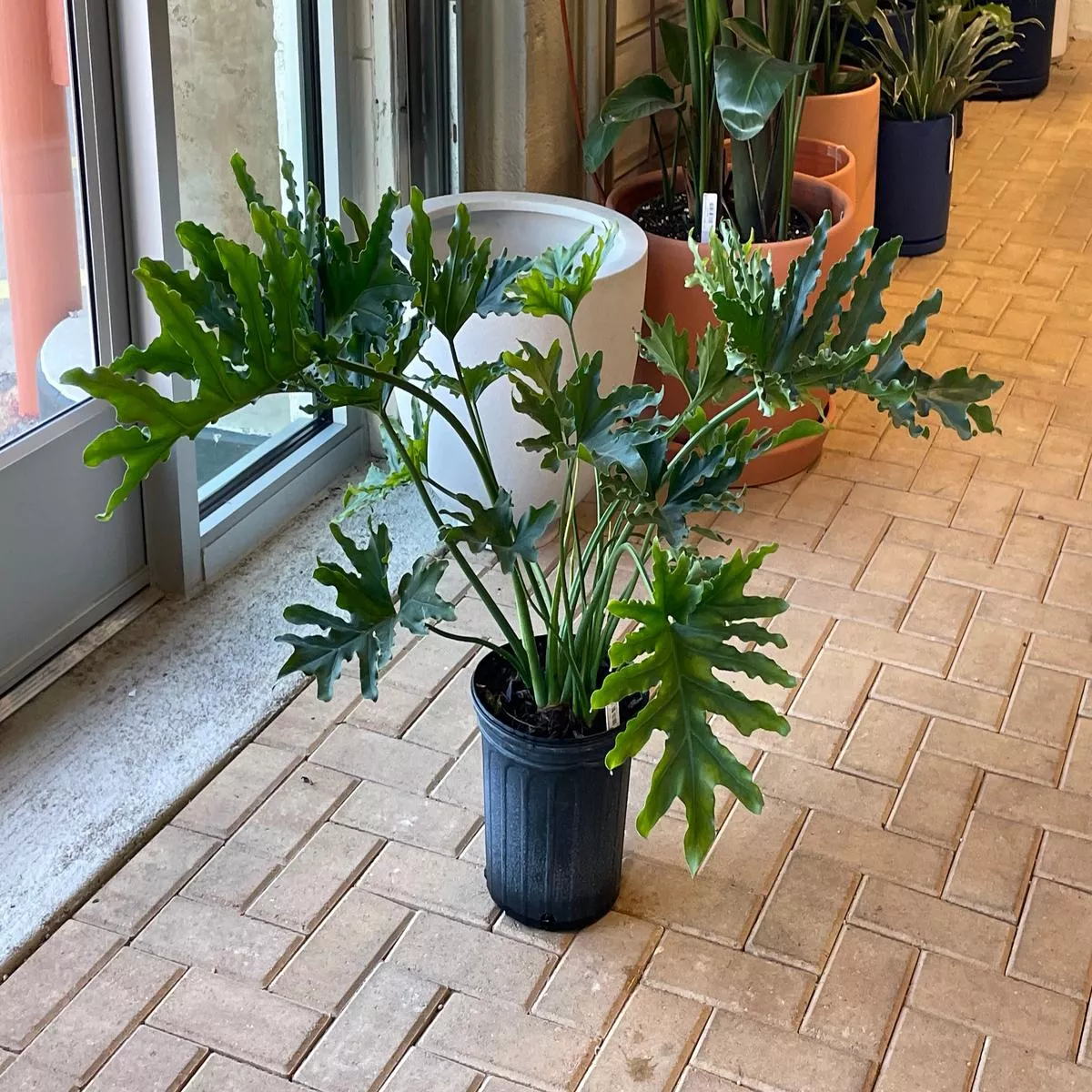 10 ” Philodendron Lickety Split