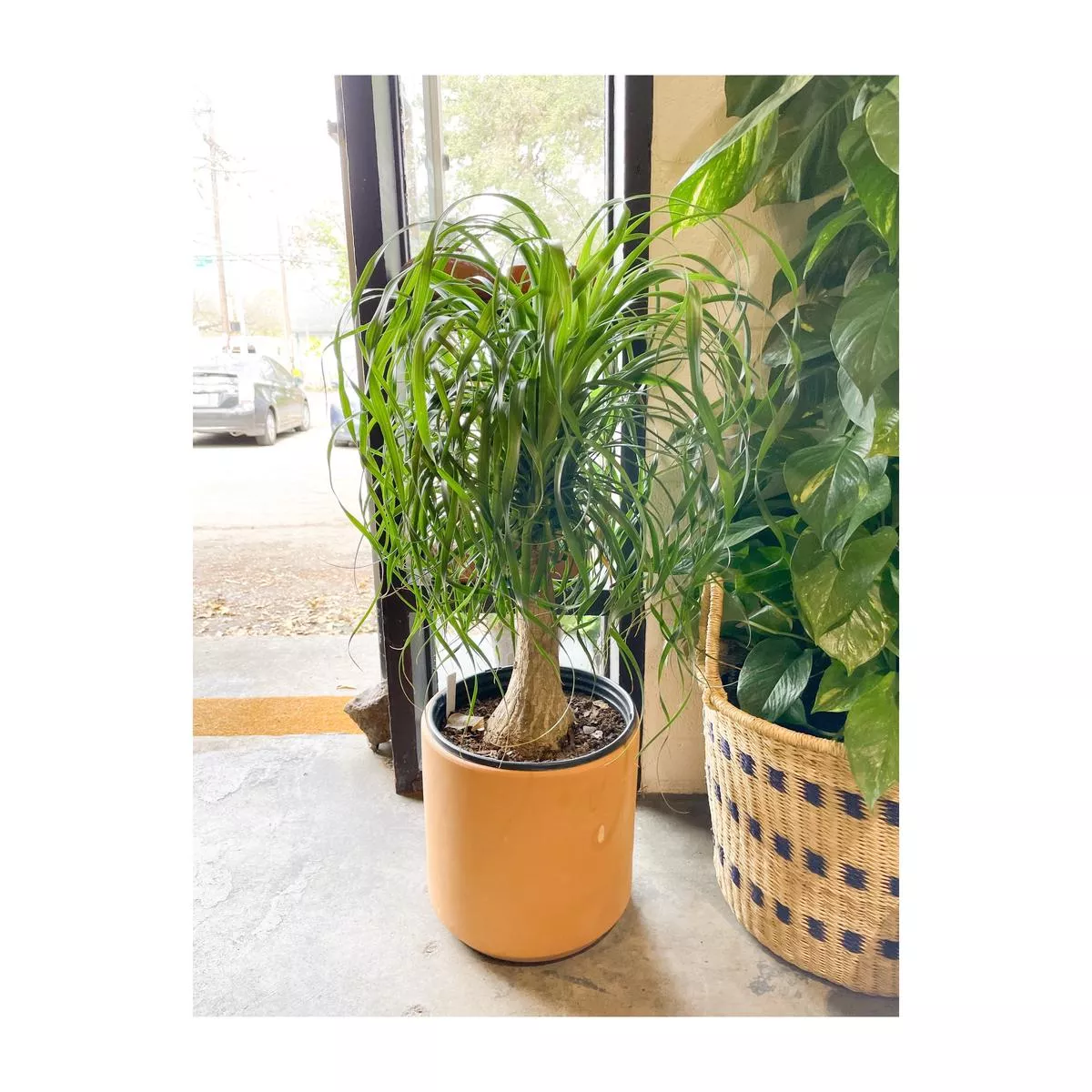 10 ” Ponytail Palm Stump