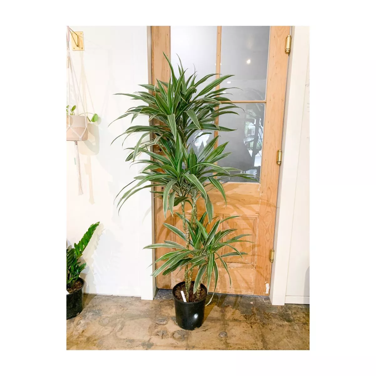 2 Gal Dracaena Warneckii Cane