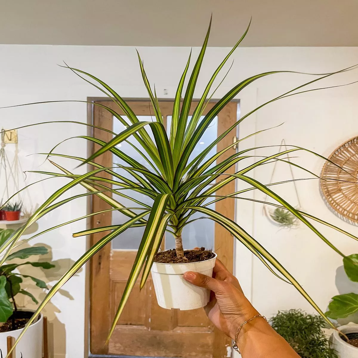 4 ” Dracaena Marginata’Kiwi ’
