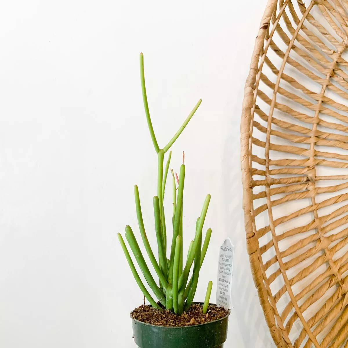4 Pencil Cactus