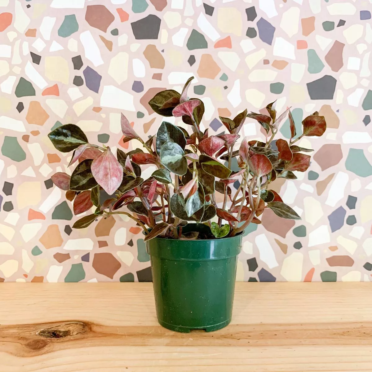 4 Peperomia Colombiana