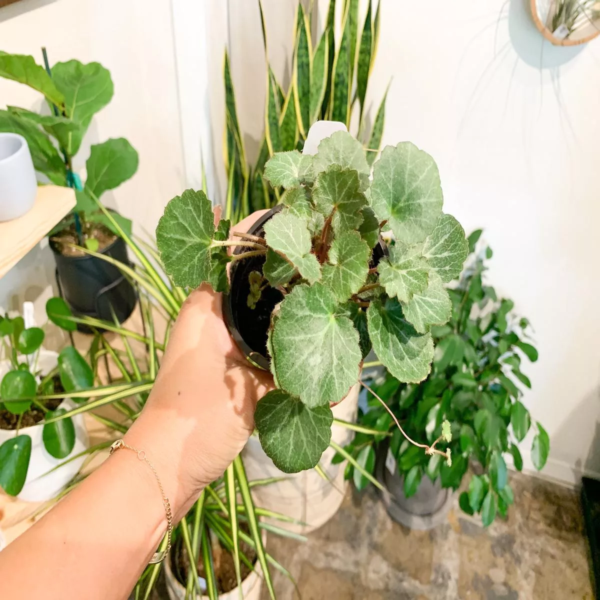 4 Strawberry Begonia Variegated