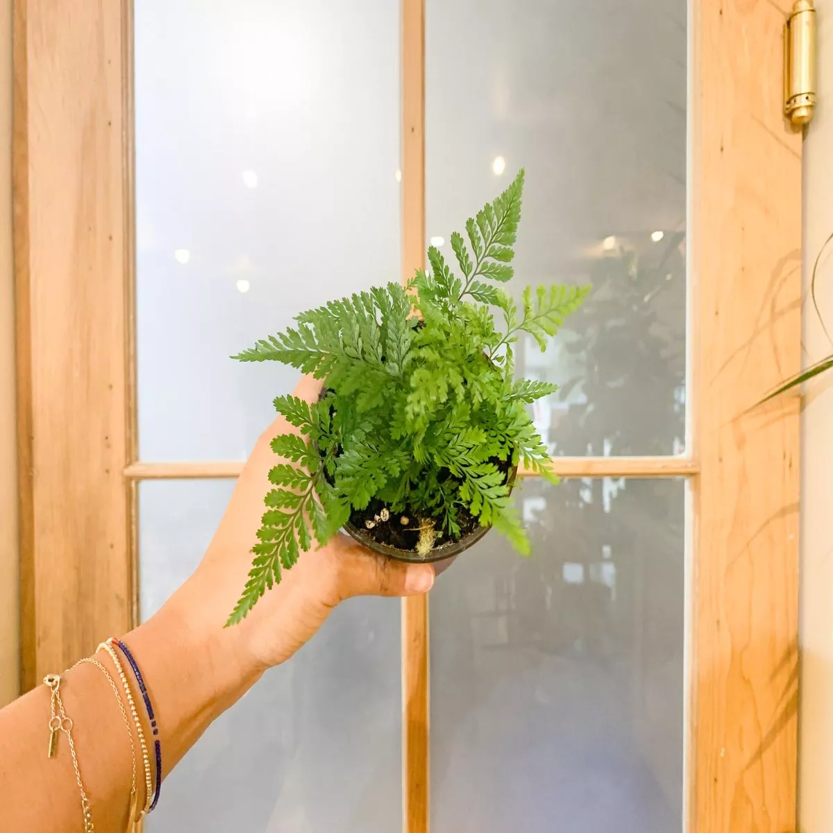 4 ” White Rabbit ’s Foot Fern