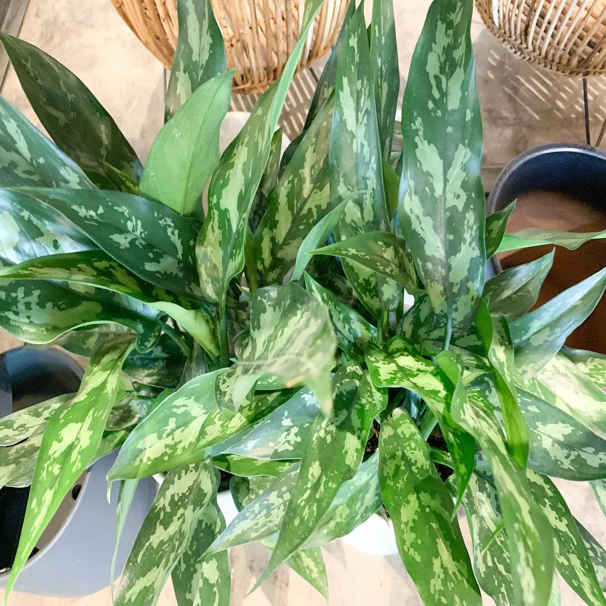 6 ” Aglaonema Emerald Beauty