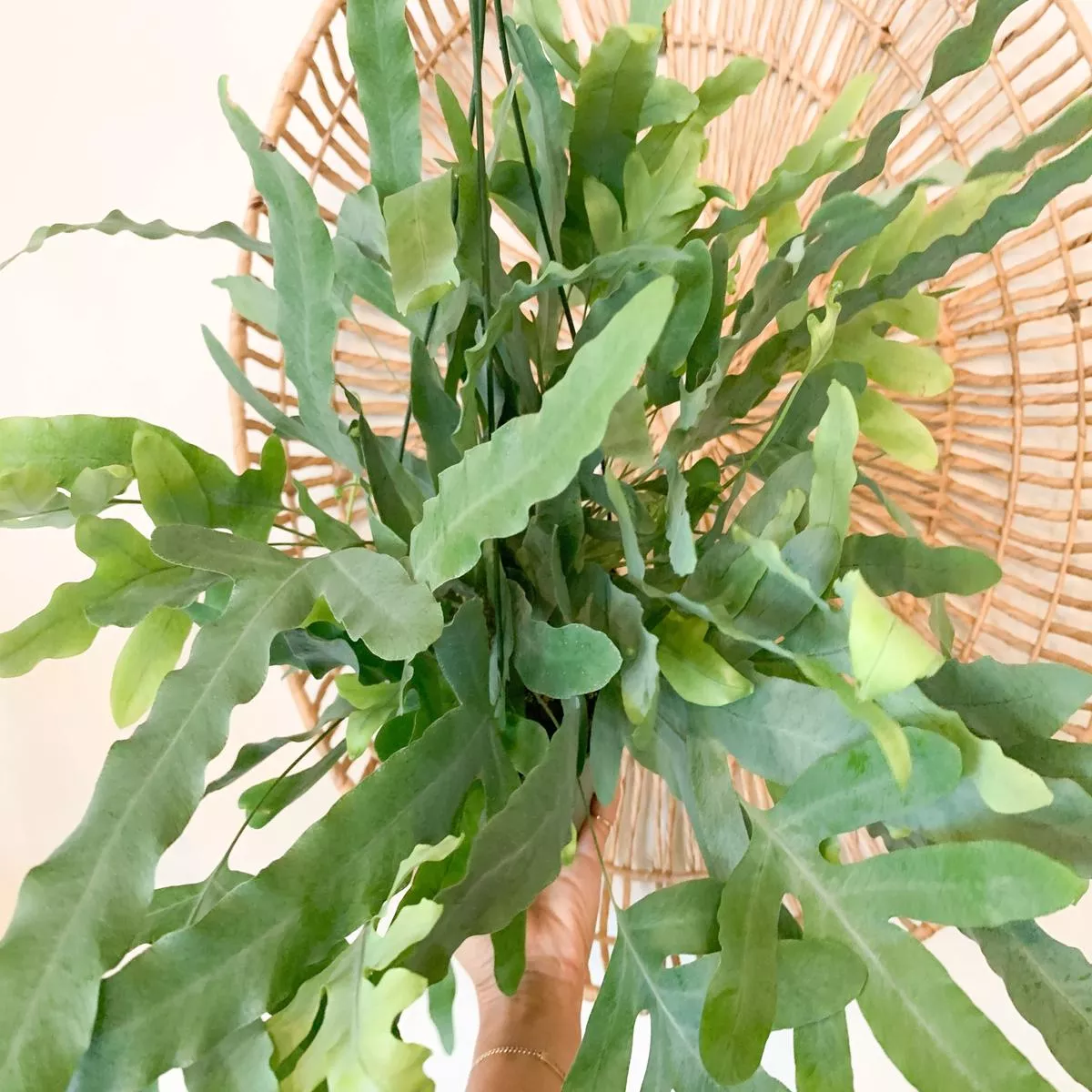 6 ” Blue Star Fern