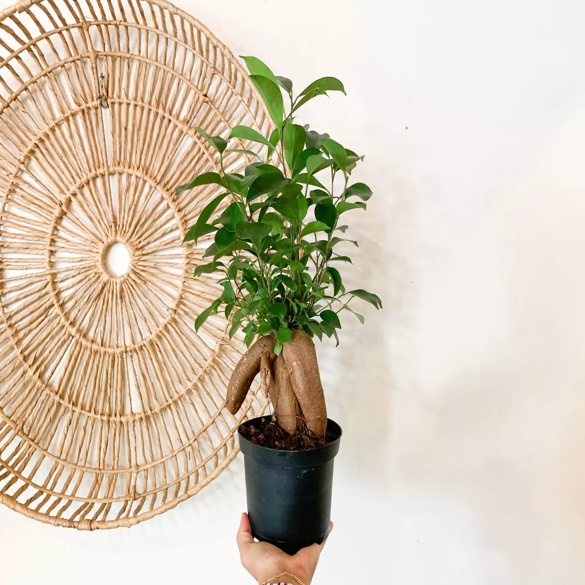 6 ” Ficus Microcarpa