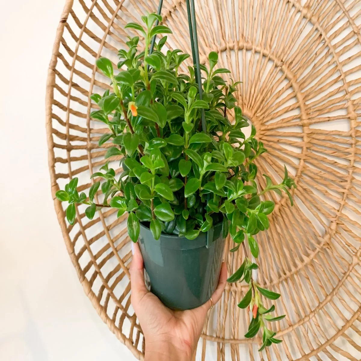 6 ” Goldfish Plant