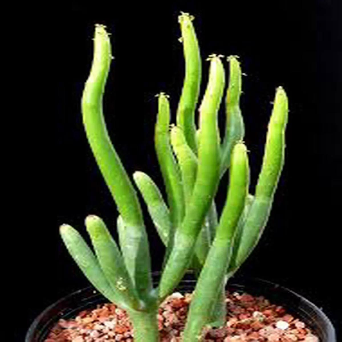 6 ” Leucodendron