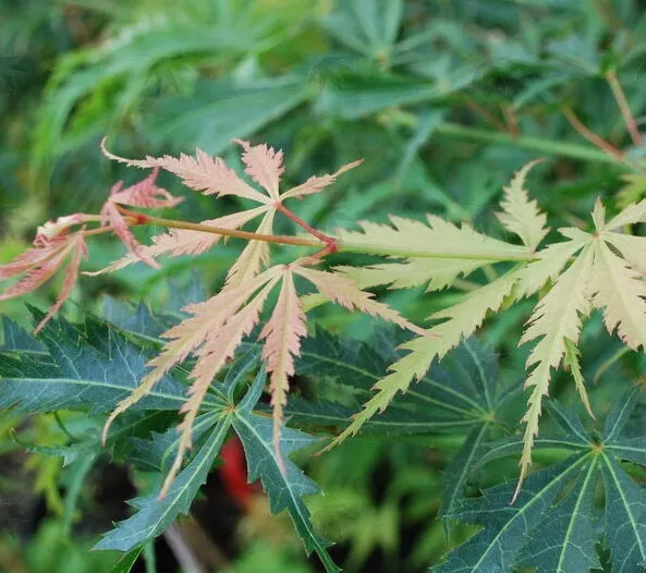 Acer palm Fascination #7