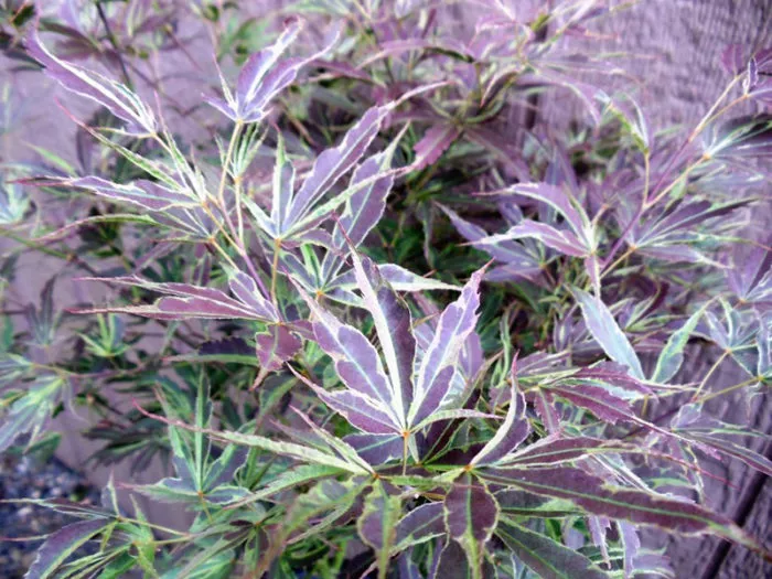 Acer palm Manyo no sato #3