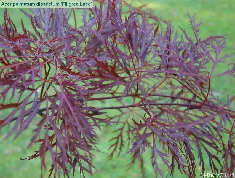 Acer palm Red Filigree Lace #5