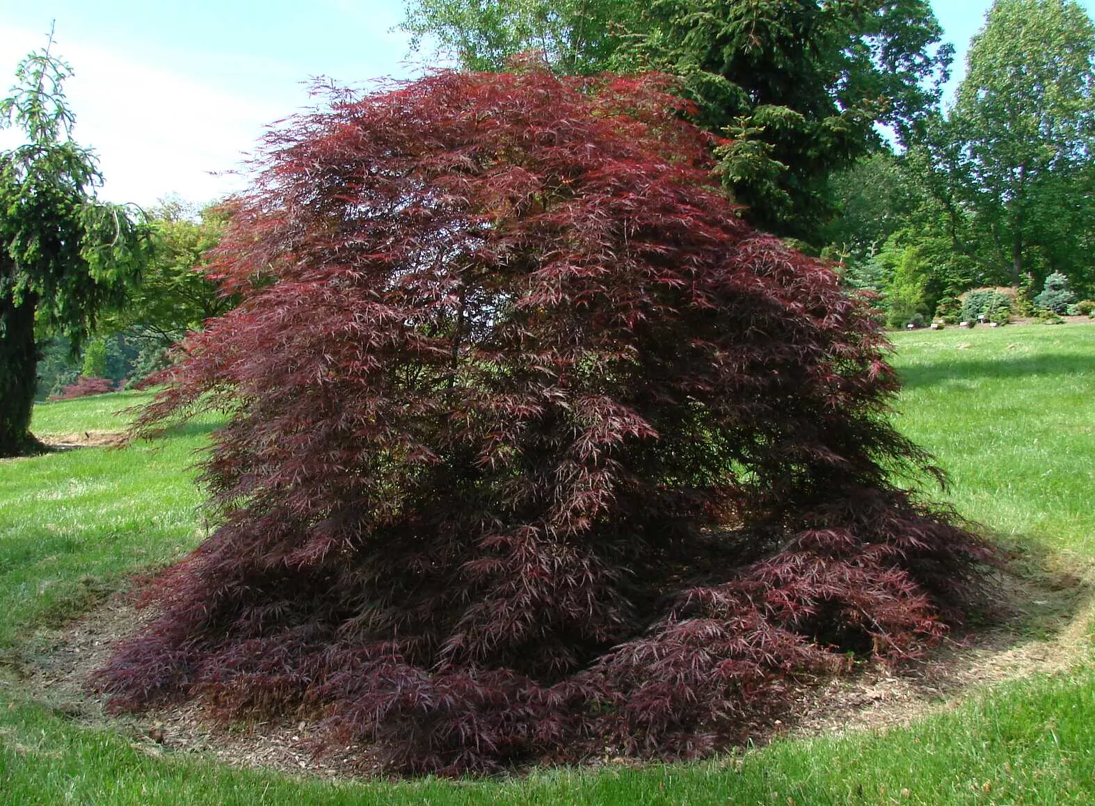 Acer palm Tamukeyama #3