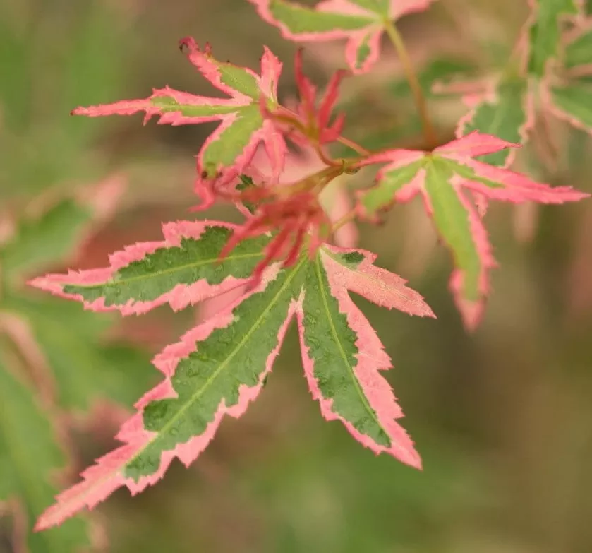 Acer palm Taylor #7