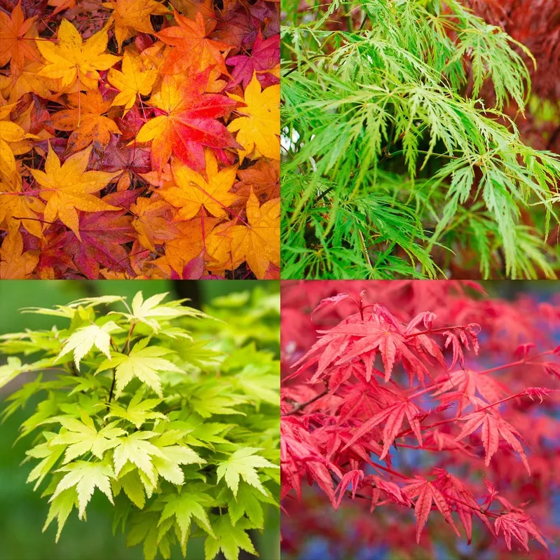 Acer palmatum 1.5″