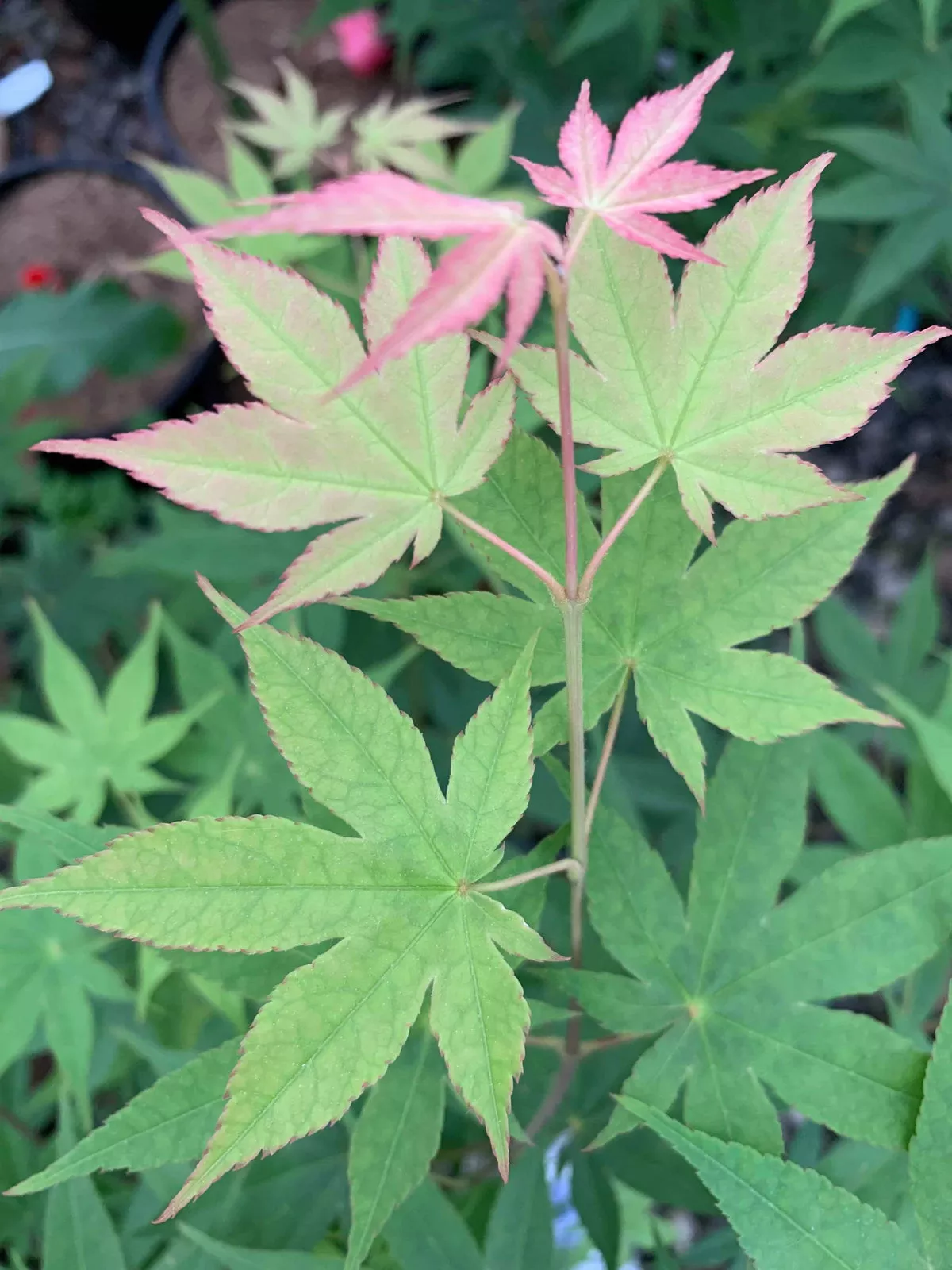 Acer palmatum ‘Shadow Selection’ Japanese Maple – 1 gallon (LTD)