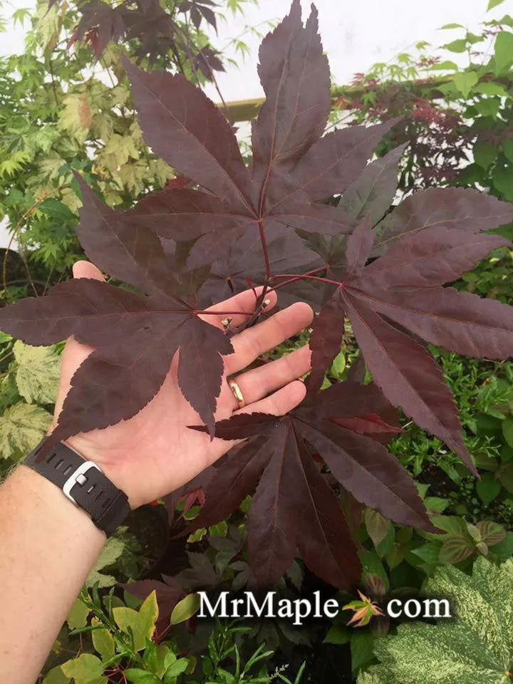 Acer palmatum ‘Shazam’ Large Leaf Japanese Maple – 1 gallon