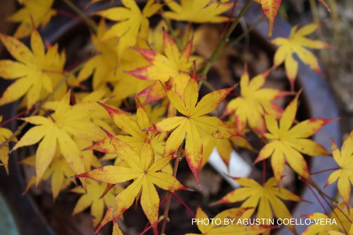 Acer palmatum ‘Syuka’ Japanese Maple – 3 gallon