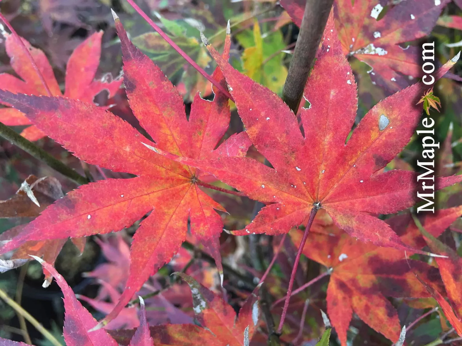 Acer palmatum ‘Tsukabane’ Japanese Maple – 3 gallon