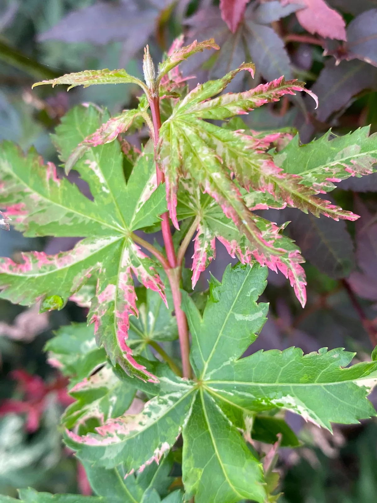Acer palmatum ‘Tsuru no mai’ Japanese Maple – 1 gallon (LTD)