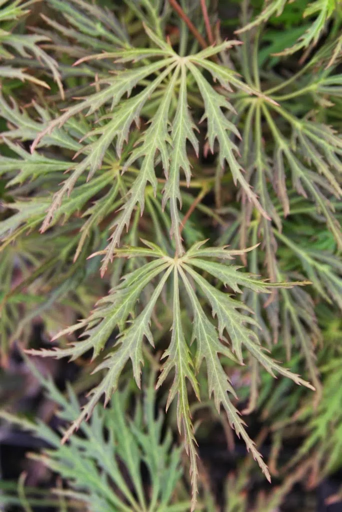 Acer palmatum x shirasawanum ‘Green River’ Weeping Japanese Maple – 1 gallon