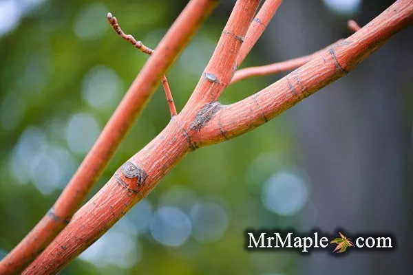 Acer pensylvanicum ‘Erythrocladum’ Snakebark maple – 1 gallon