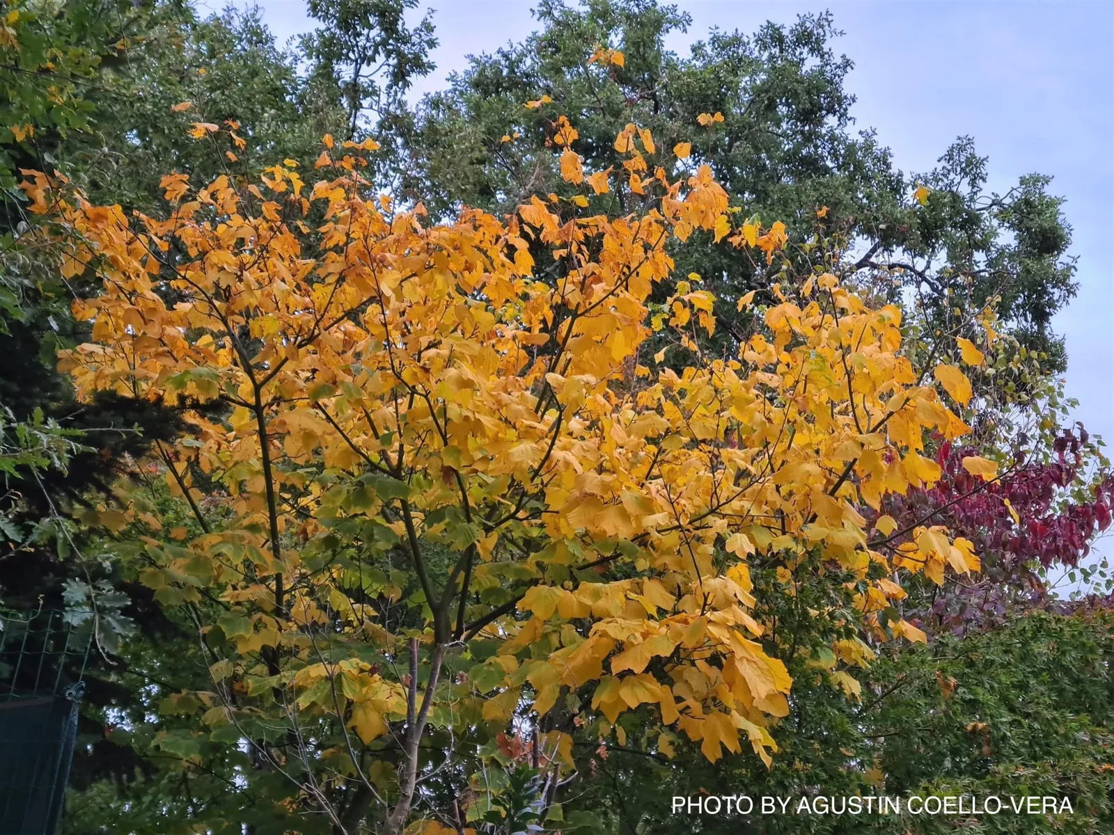 Acer pensylvanicum Snakebark maple – 1 gallon