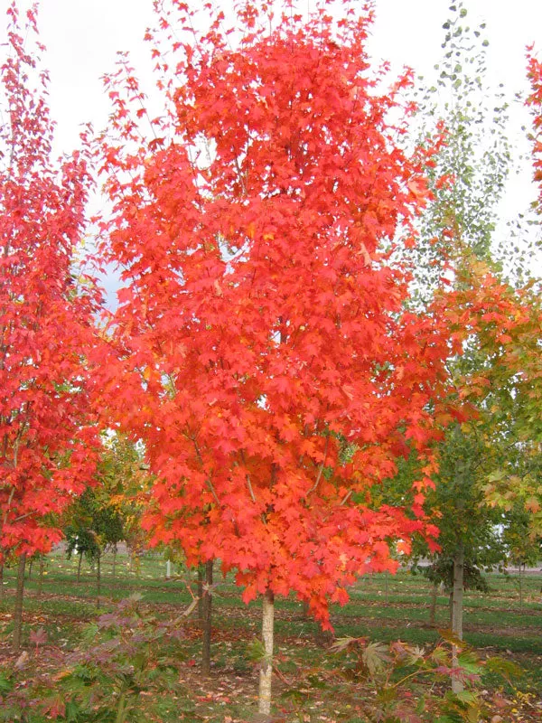 Acer s Autumn Fest 1.5″