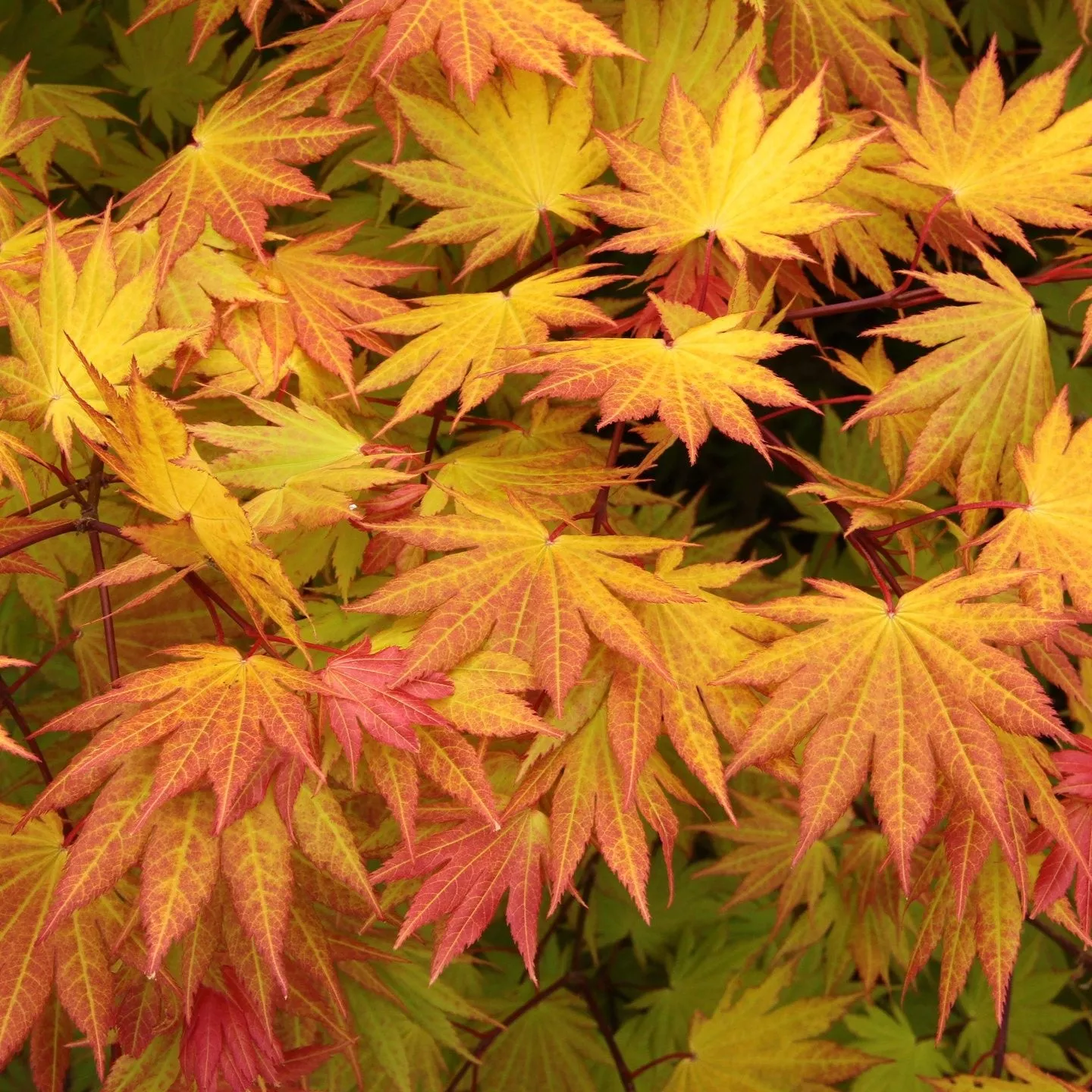 Acer shir Autumn Moon #7