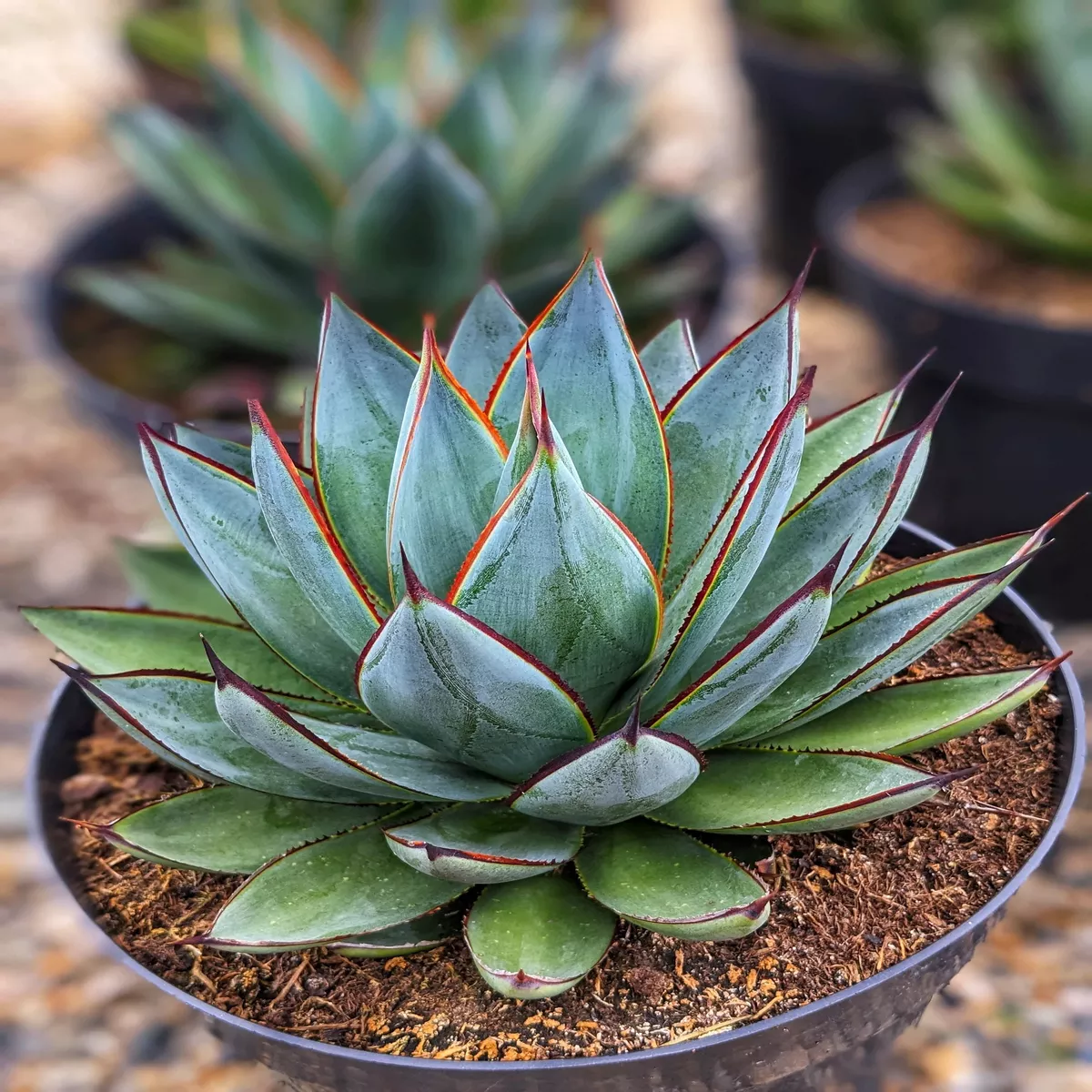Agave Blue Glow