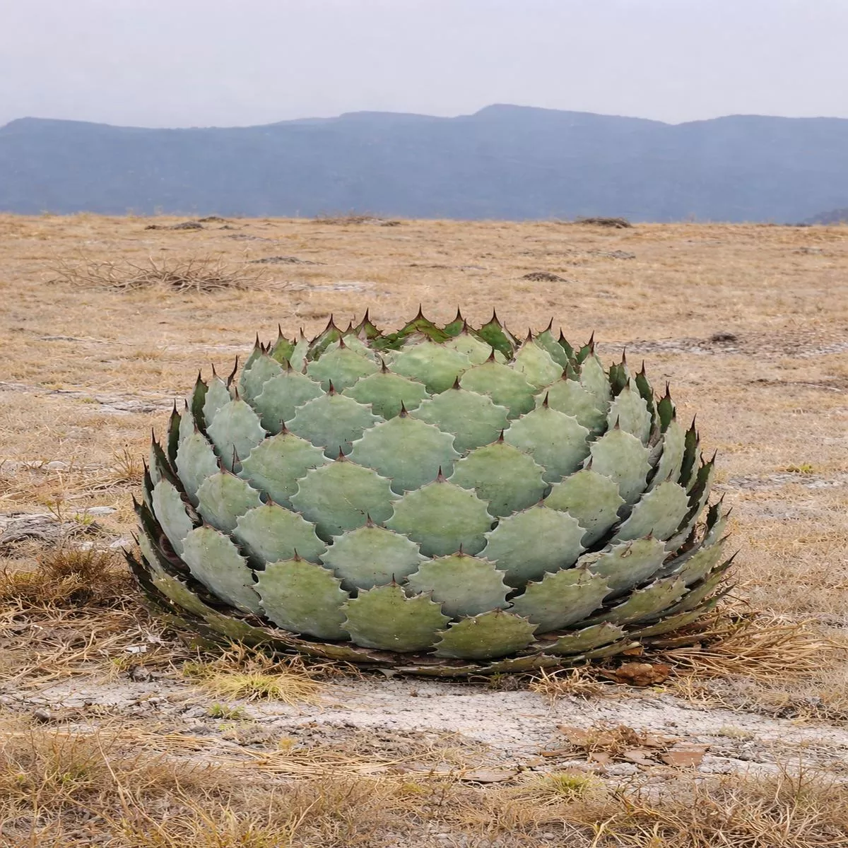Agave guadalajarana ZG32 SEEDS