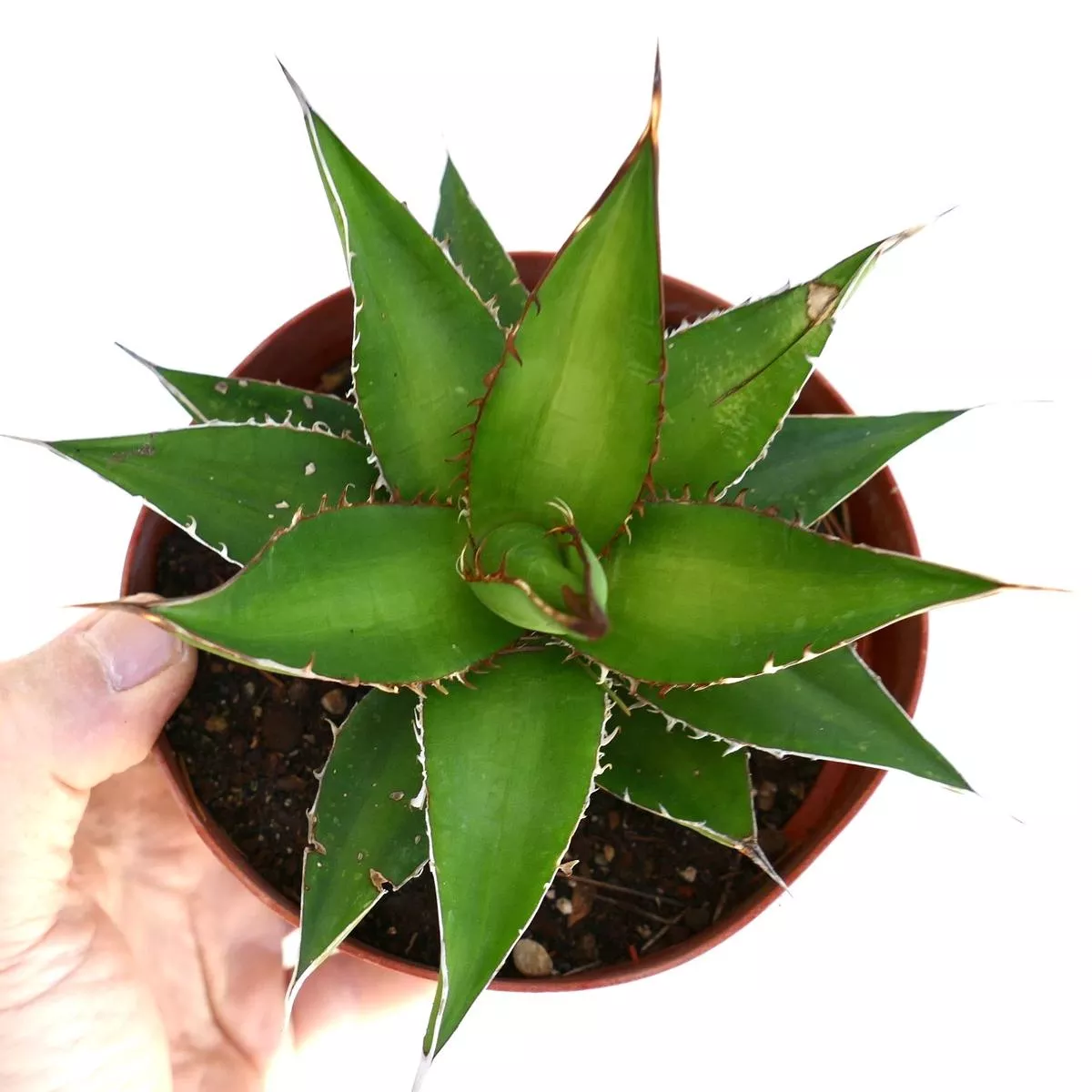 Agave horrida TIGER SHARK A08
