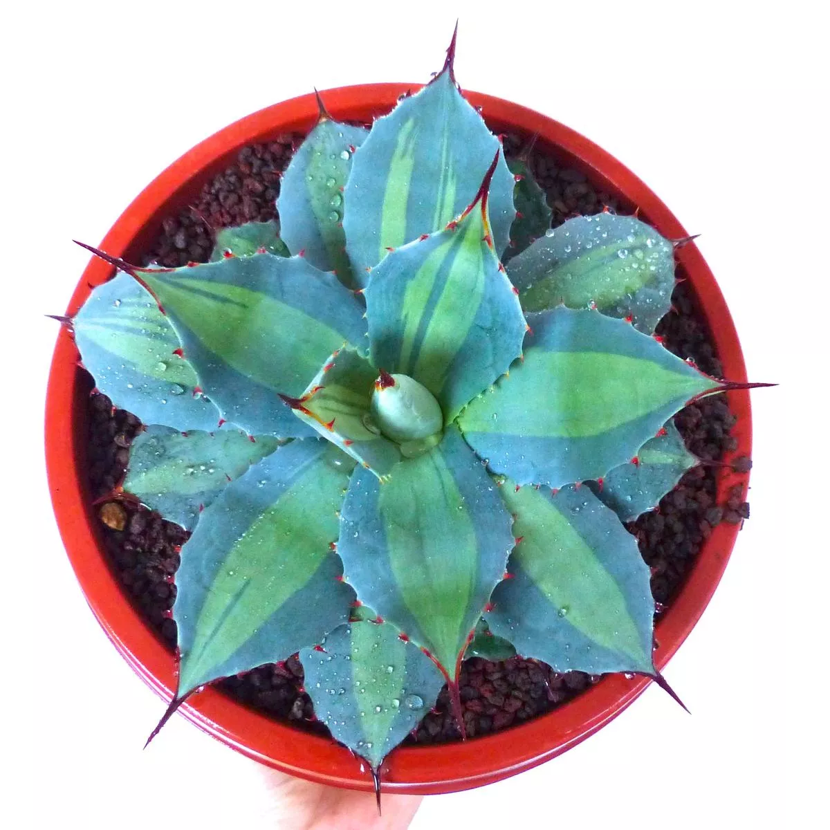 Agave huachucensis BLUE STAR mediopicta VARIEGATED