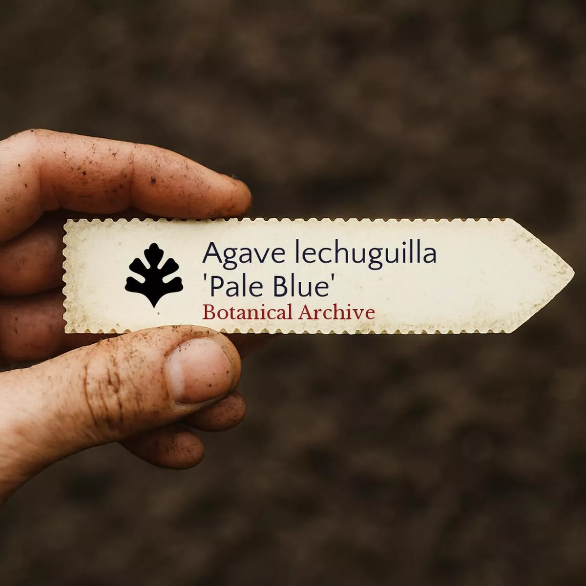 Agave lechuguilla’Pale Blue ’ SEEDS