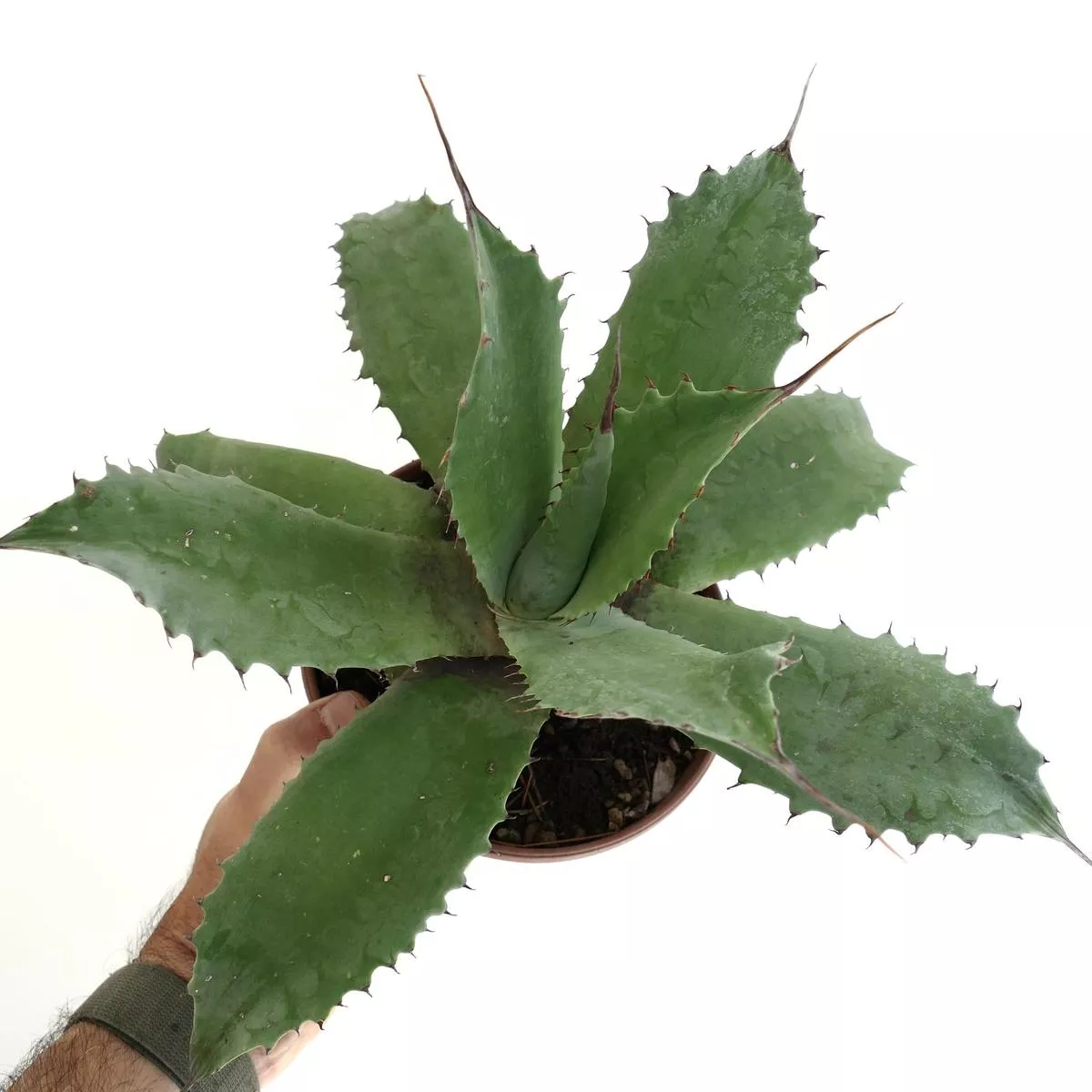 Agave marmorata x americana