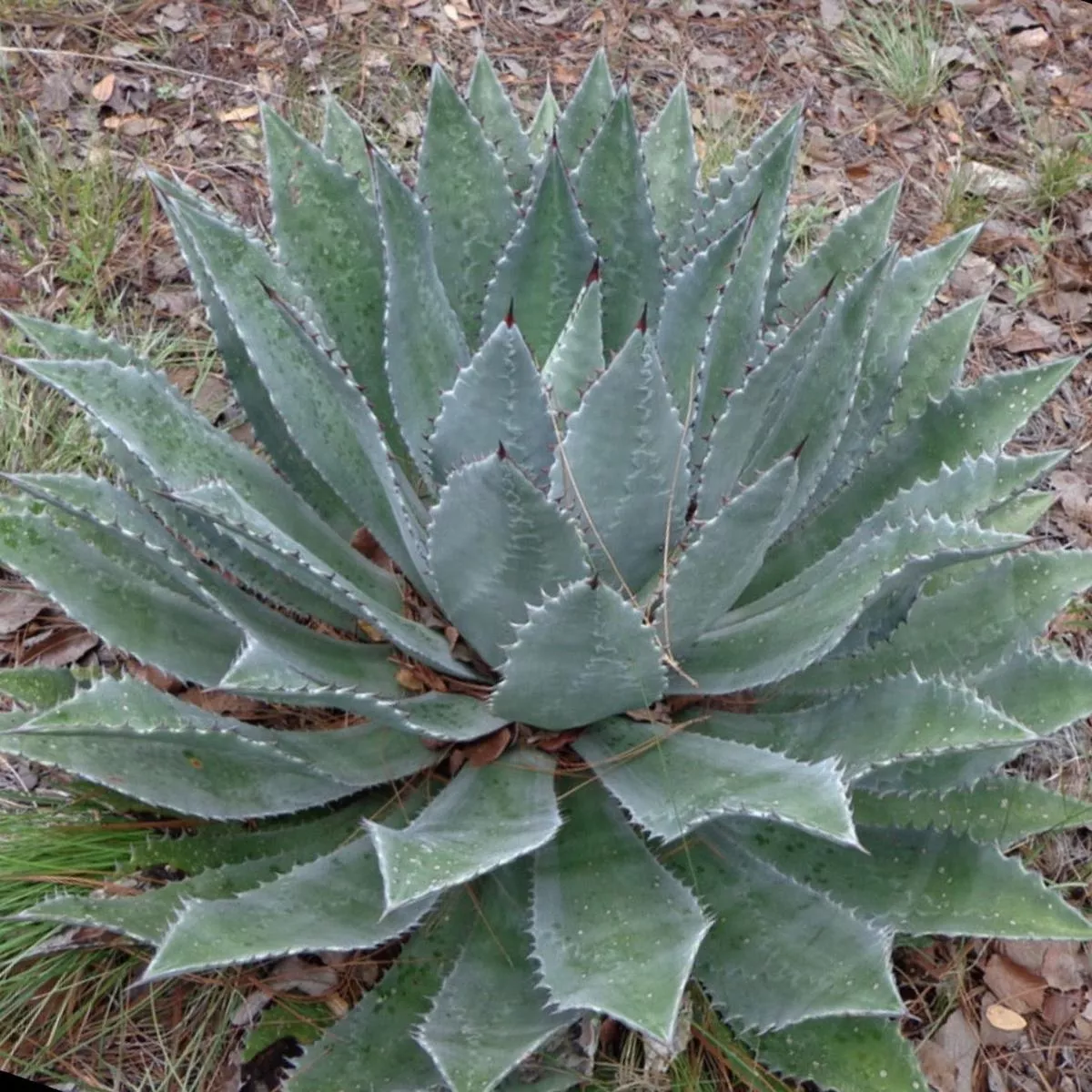 Agave maximiliana SEEDS
