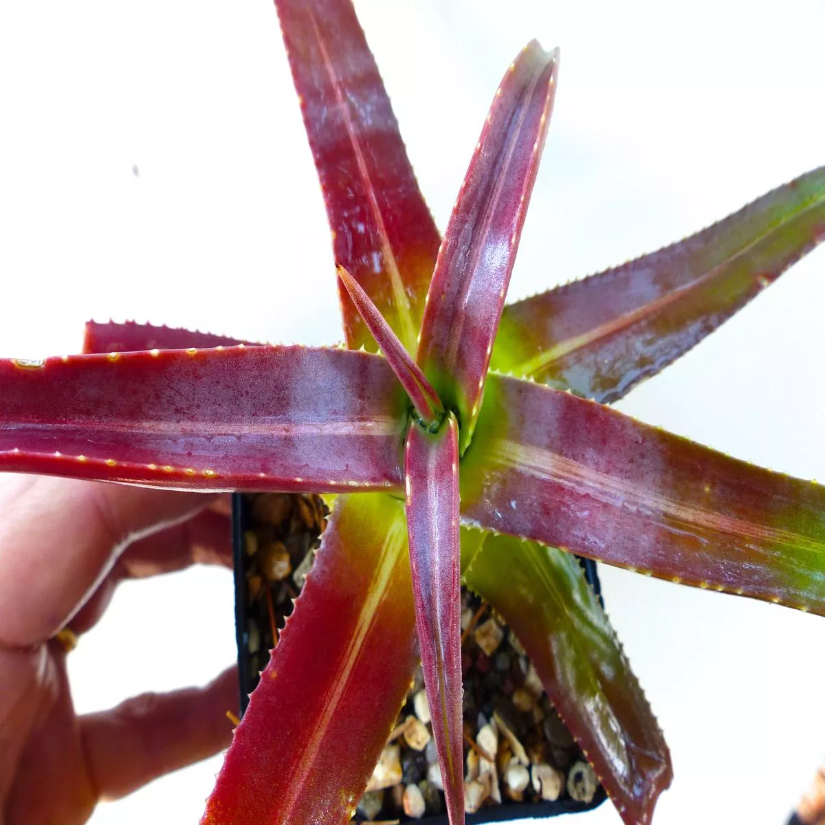 Agave nizandensis SEEDS