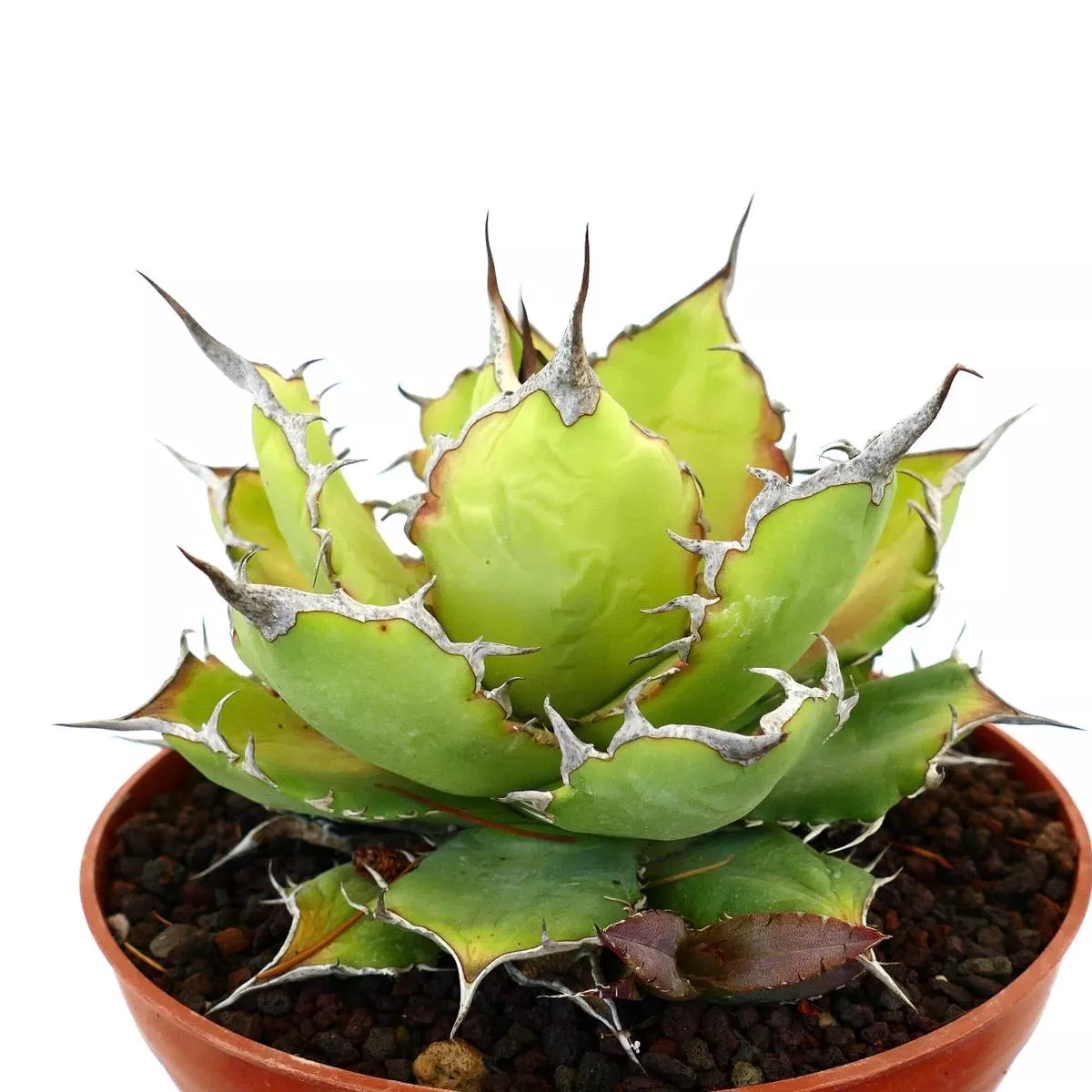 Agave oteroi SELECTED WITH RED PUPS