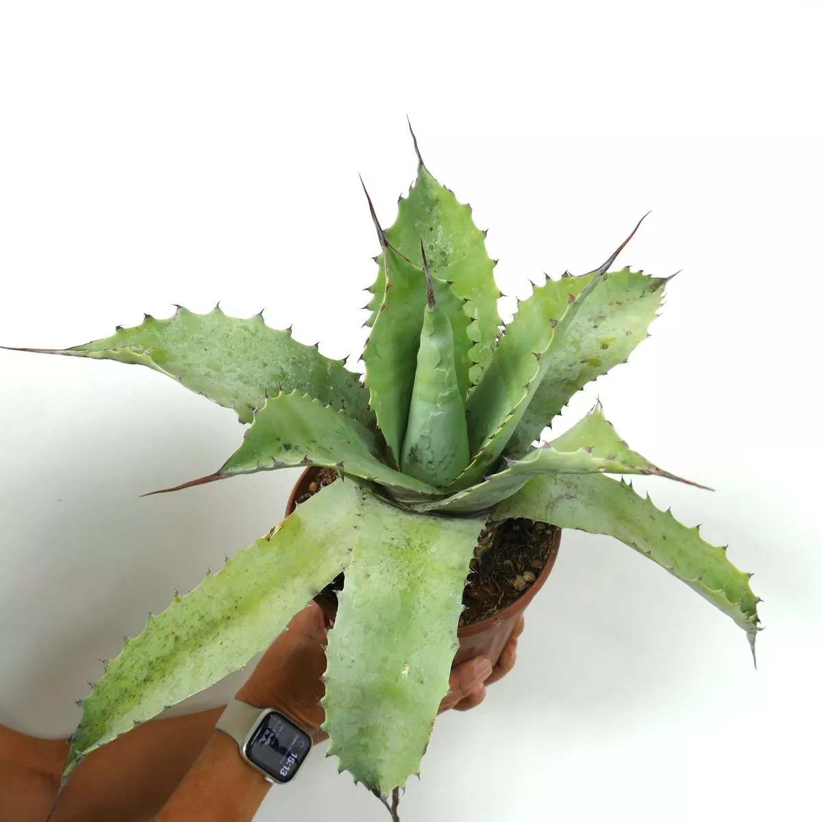 Agave ovatifolia X Agave parrasana GREEN X Agave eborispina