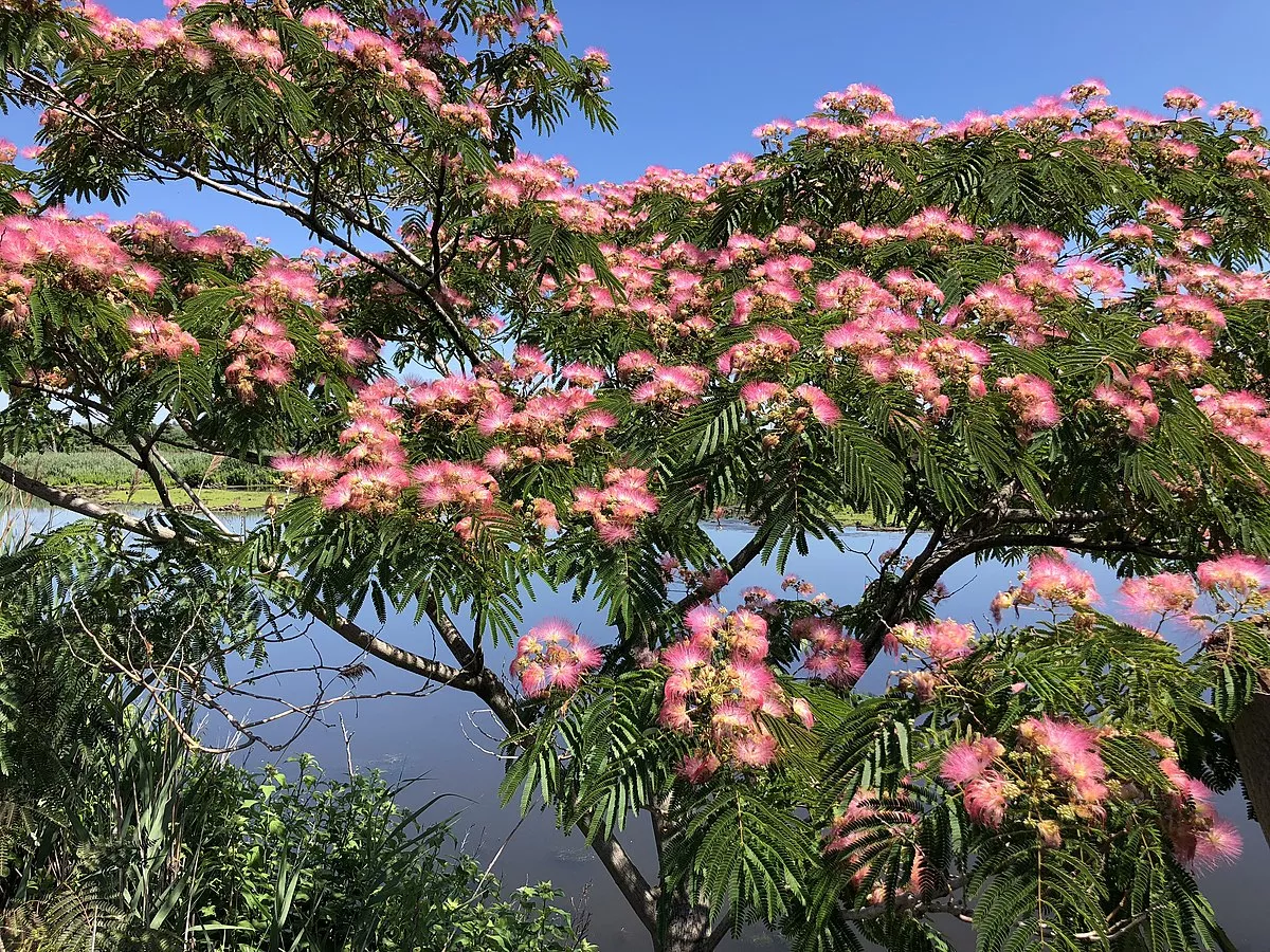 Albizia julibrissin 5′