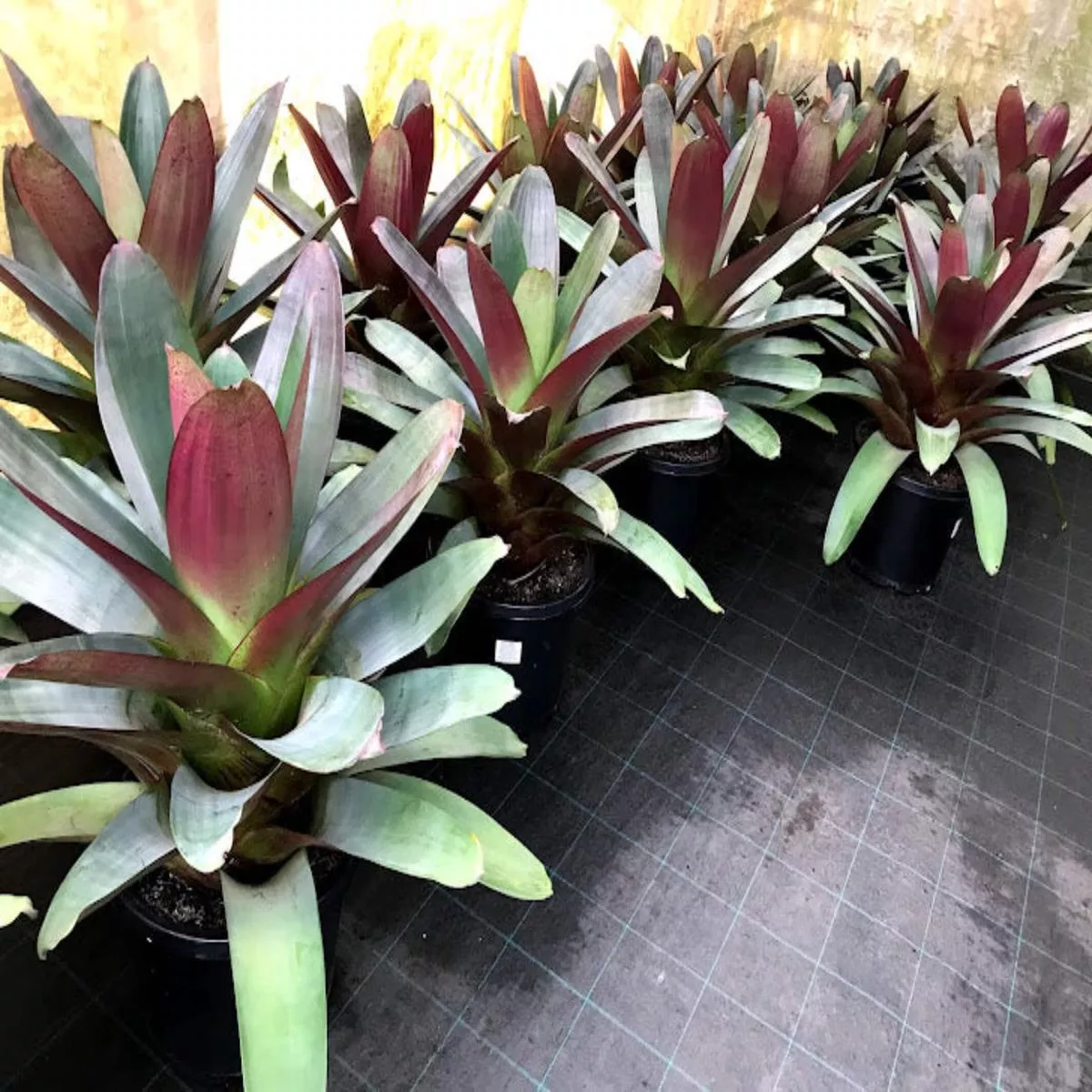 Alcantarea imperialis’Rubra ’ (Giant/Imperial Bromeliad)