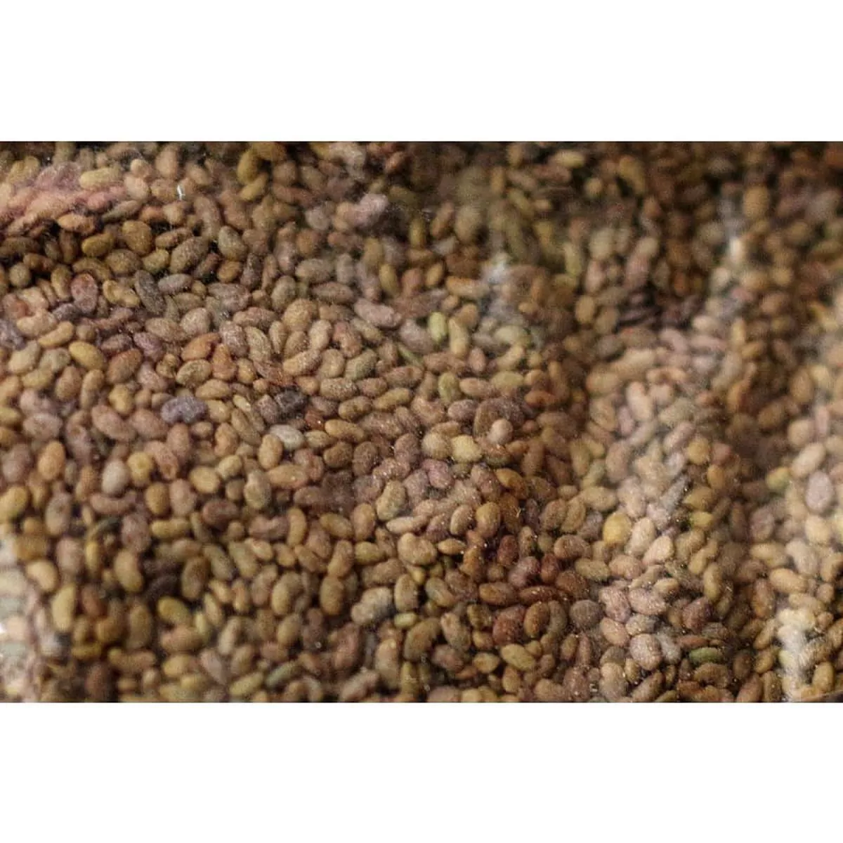 Alfalfa – Galaxy Cover Crop
