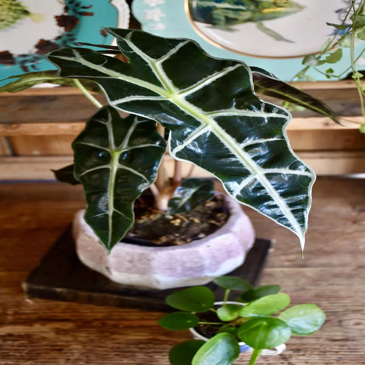 Alocasia Amazonica’Alocasia Polly ’