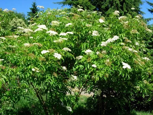American Elderberry – 1 Gallon Pot