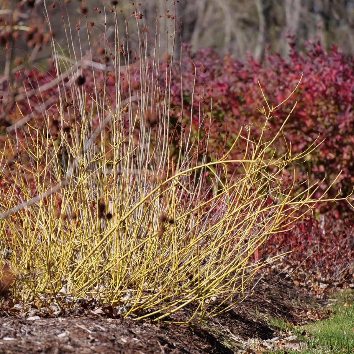 Arctic Fire Yellow Red-Twig Dogwood (Cornus)