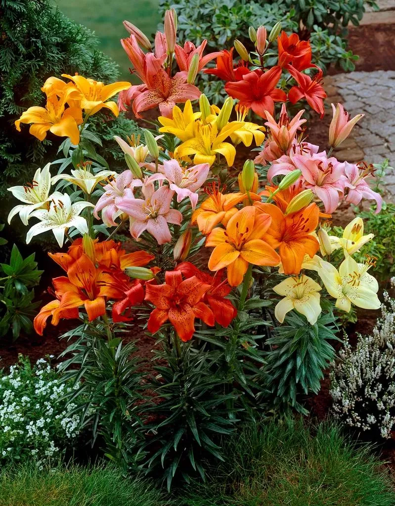 Asiatic Lily Bulb Mixture, 6 Pack