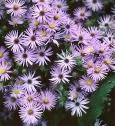 Aster oblongifolius Raydon’s Favorite #1