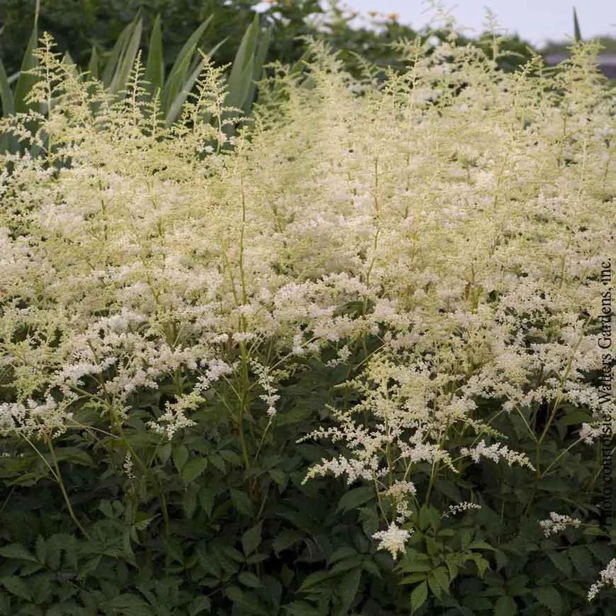 Astilbe’Bridal Veil ’