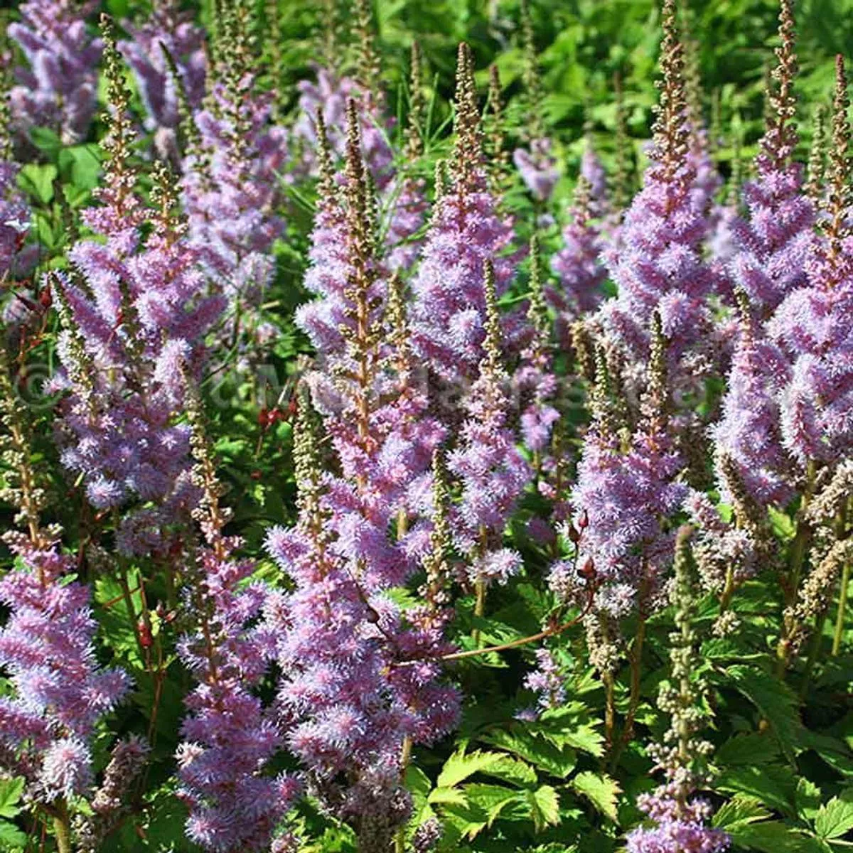 Astilbe’Pumila ’