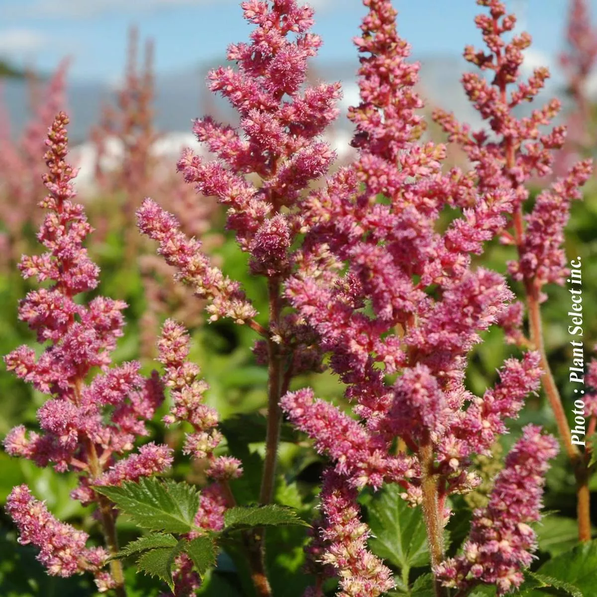 Astilbe’Visions in Pink ’
